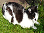 Katze in Ferienwohnung auf Rügen mit Rügenherz