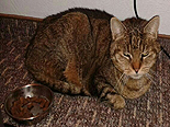 Katze in Ferienwohnung auf Rügen mit Rügenherz